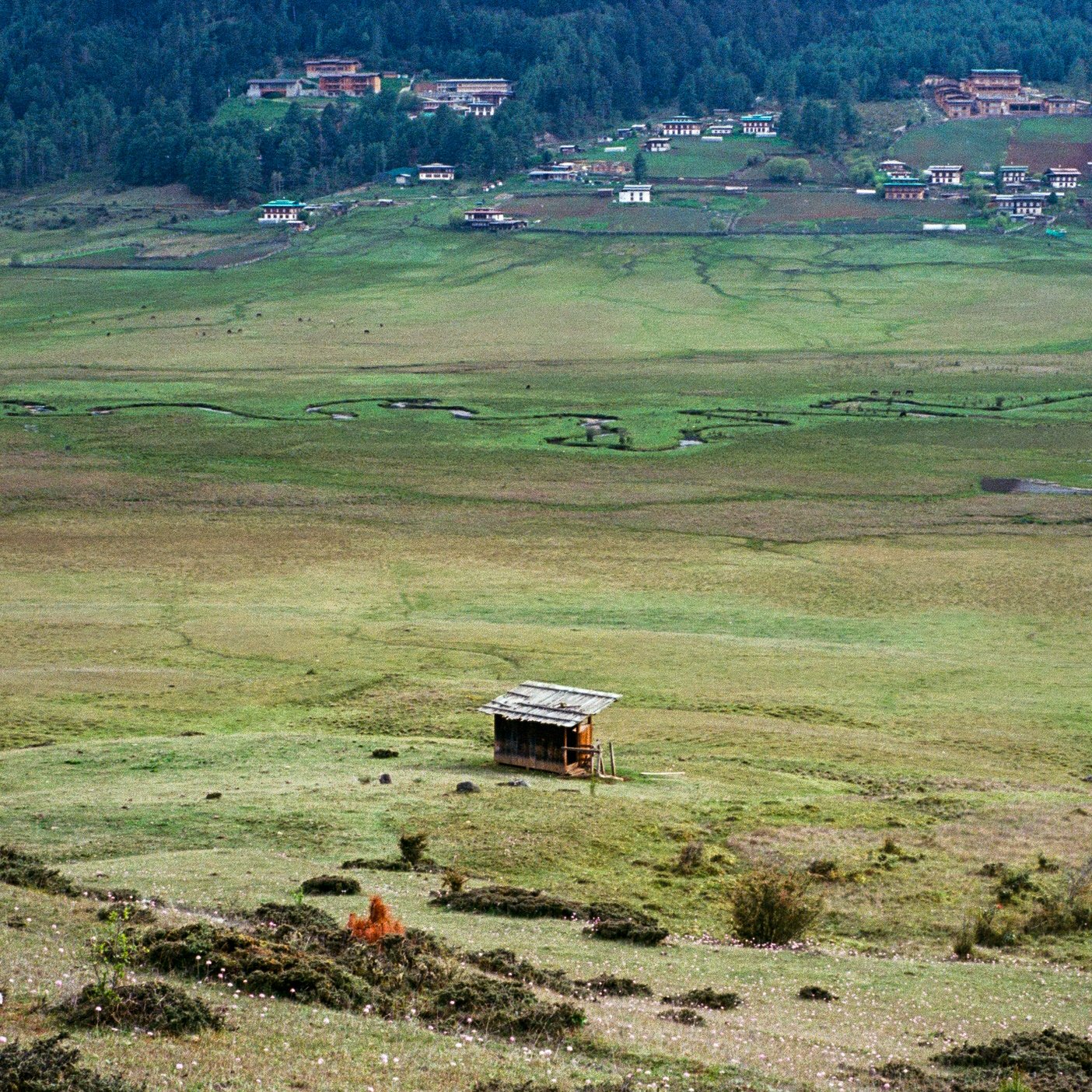 Marshlands in Phobjikha Valley
