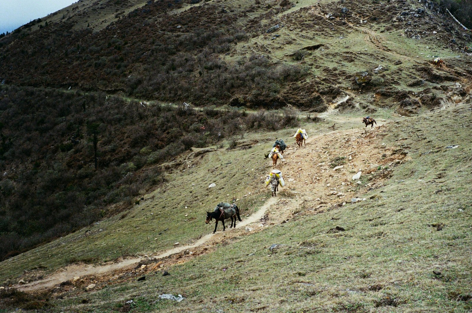 Pack horses on the trail in Bhutan